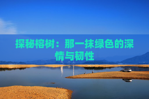 探秘榕树：那一抹绿色的深情与韧性